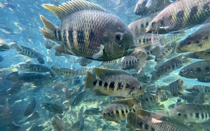 Dureza da Água e o Impacto na Criação de Peixes