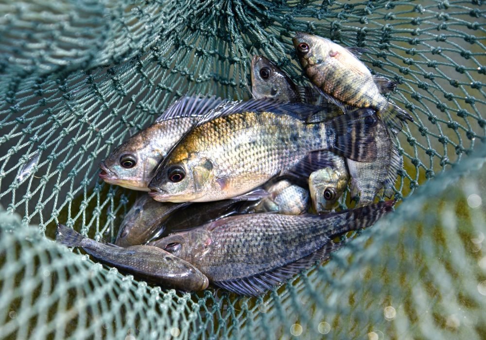 Qual a Temperatura ideal para Criar Tilápias Qual a Temperatura ideal para Criar Tilápias