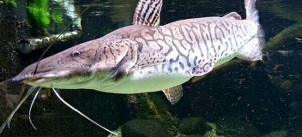 Alevino de Cachara para Piscicultura