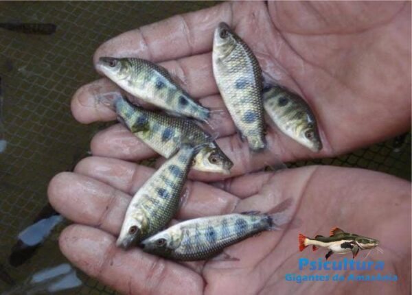 Alevino de Piauçu para Piscicultura - Vendedor de Peixes Vivos