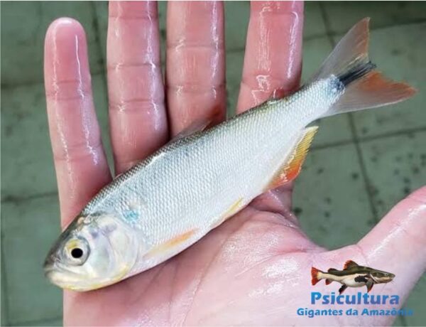 Alevino de Piracanjuba para Piscicultura - Vendedor de Peixes Vivos