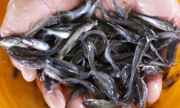Alevinos de Cat Fish