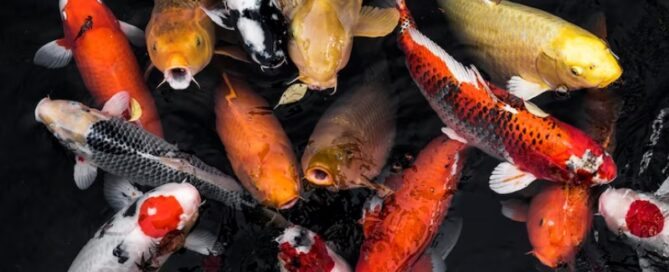 Carpa Koi - Características e Lucratividade na Criação em Cativeiro