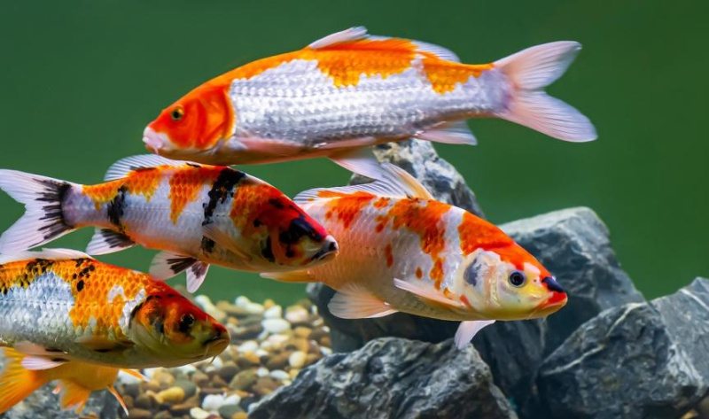 Carpa Koi