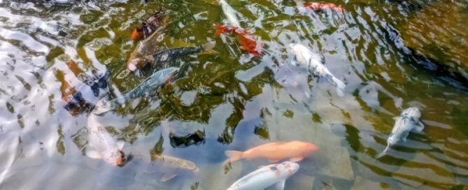 Como a Amônia pode Afetar a Criação de Peixes