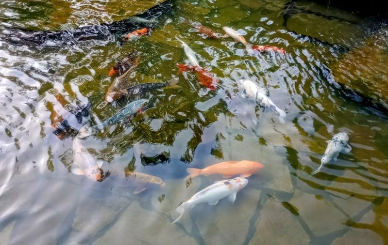 Como a Amônia pode Afetar a Criação de Peixes