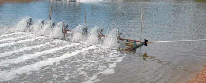 Como a Oxigenação Adequada é Importante para os Peixes