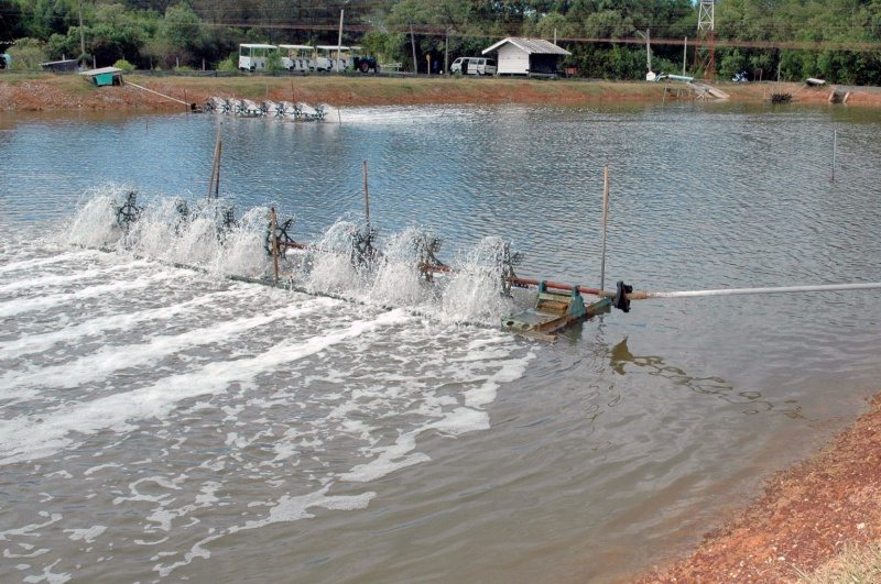 Como a Oxigenação Adequada é Importante para os Peixes