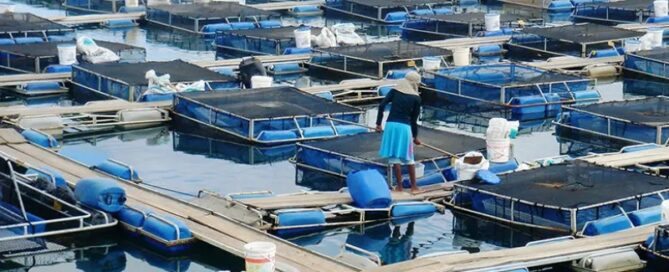 Criação de Peixes em Gaiolas Flutuantes