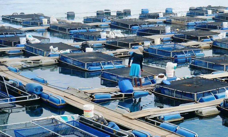 Criação de Peixes em Gaiolas Flutuantes