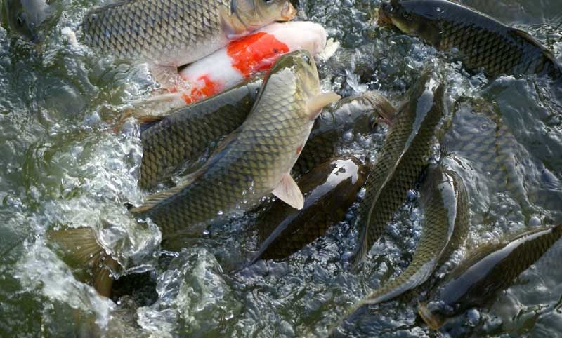 Criação de Peixes em Sistema Policultivo