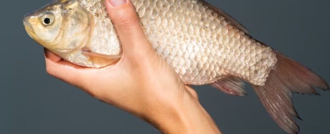 Criação de Peixes pode ser uma Atividade Lucrativa