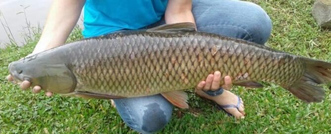 O que é Carpa Capim e quais as Características da Espécie