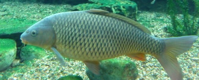 O que é Carpa Comum e suas Características