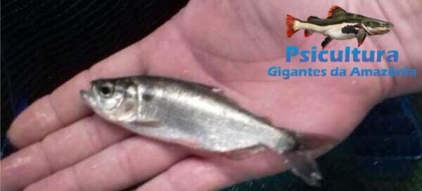 O que é Matrinxã e como é a Lucratividade