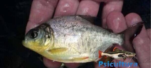 O que é Pacu - Características e Criação na Piscicultura