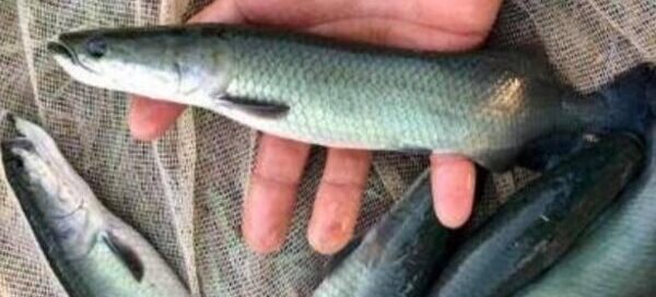 O que é Pirarucu - Como é a Criação em Cativeiro