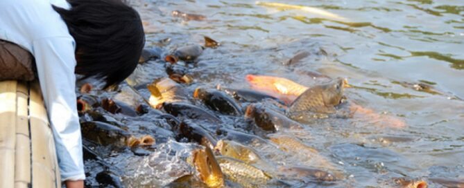 O que é Piscicultura - É um bom Investimento