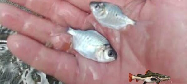 O que é Tambaqui - Lucratividade e Características da Espécie