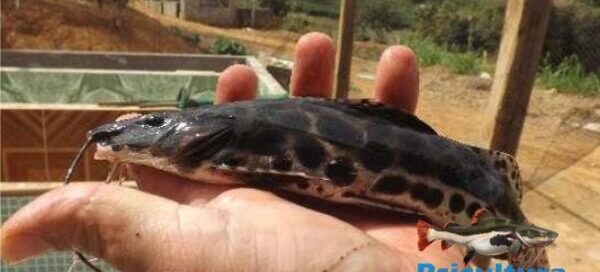 O que é o Pintado e como é a Criação em Cativeiro