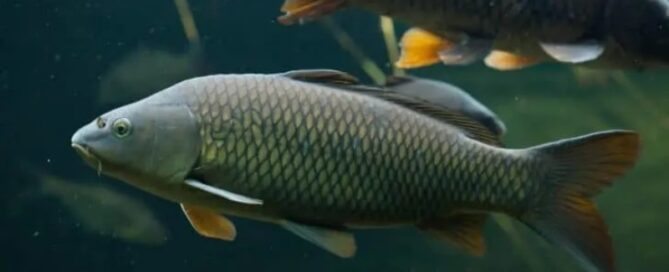 Qual a Importância da Qualidade da Água na Criação de Peixes