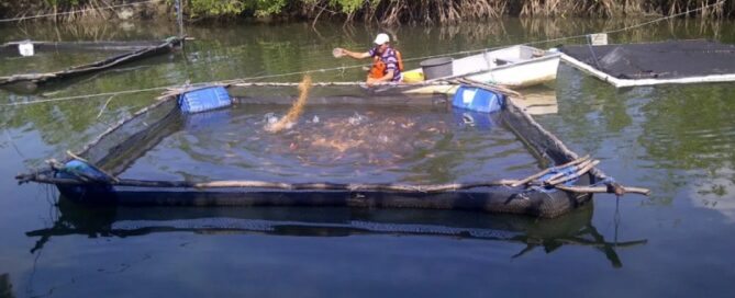 Sistema de Criação de Peixes em Viveiros