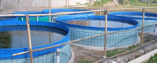 Sistemas de Criação de Peixes - Extensivo, Semi-intensivo e Intensivo