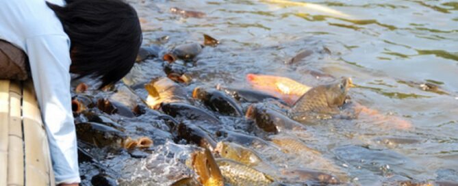Técnicas de Manejo de Peixes na Piscicultura