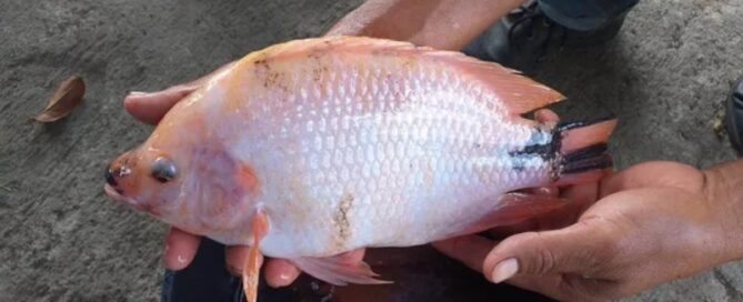 Tilápia Saint Peter - Características e Lucratividade na Criação