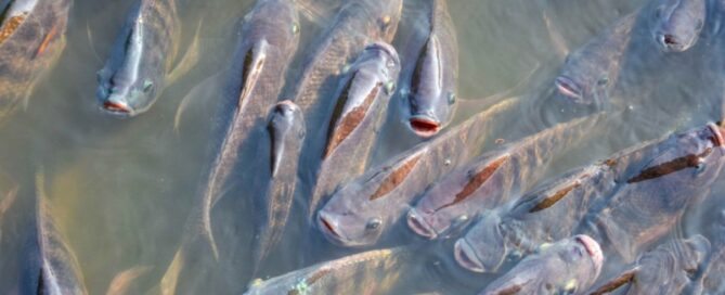 Tilápia do Nilo - Características e Criação em Cativeiro