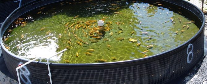 Tipos de Criação de Peixes que você pode Iniciar