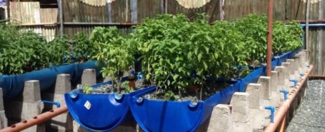 Aquaponia e Agricultura Urbana: Alimentando Cidades Sustentáveis