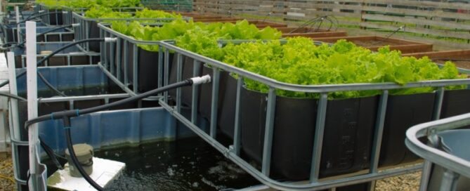 Aquaponia e Educação - Ensinar Sustentabilidade nas Escolas