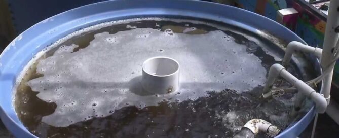 Aquaponia e Filtração Biológica - O Segredo para Água Limpa