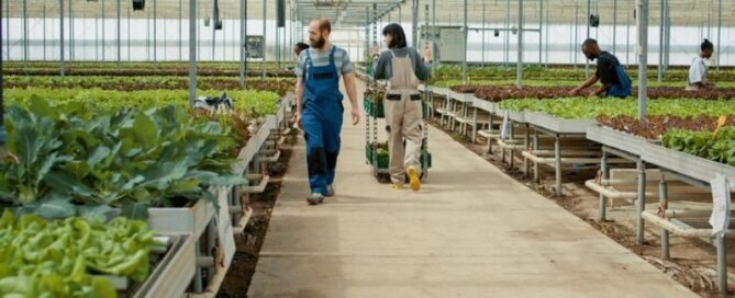 Benefícios para a Saúde ao Consumir Alimentos Hidropônicos