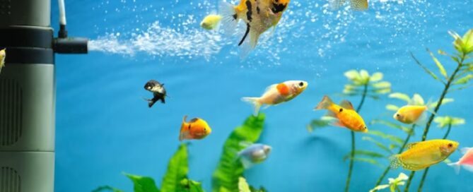 Como começar um Aquário de Peixes Ornamentais