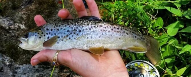 Criação de Truta em Cativeiro é Rentável? Dicas de Criação