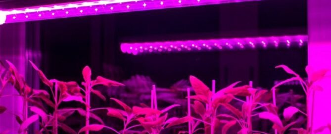 Espectros de Luz Ideais para Cultivo Hidropônico