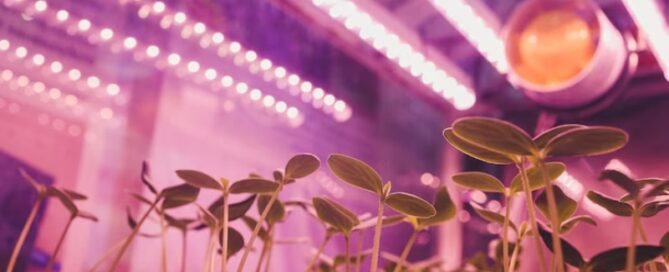 Iluminação LED no crescimento de Plantas Hidropônicas