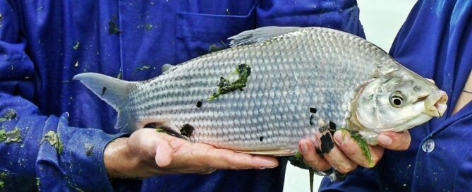 Matrinxã - Como é a Criação em Cativeiro e Comercialização