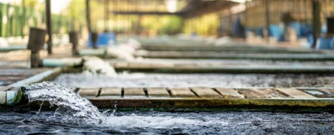 O que é Aquicultura e Quais os Tipos de Animais são Criados