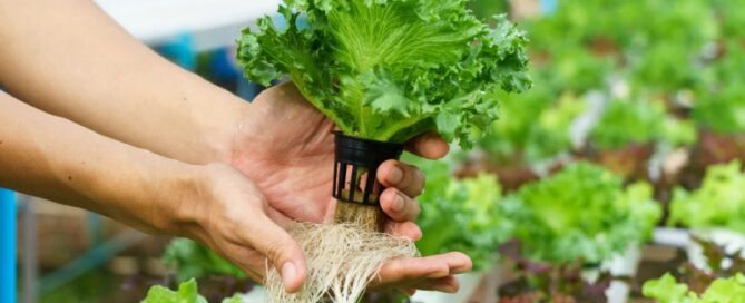 O que é Hidroponia e Quais as Vantagens e Desvantagens