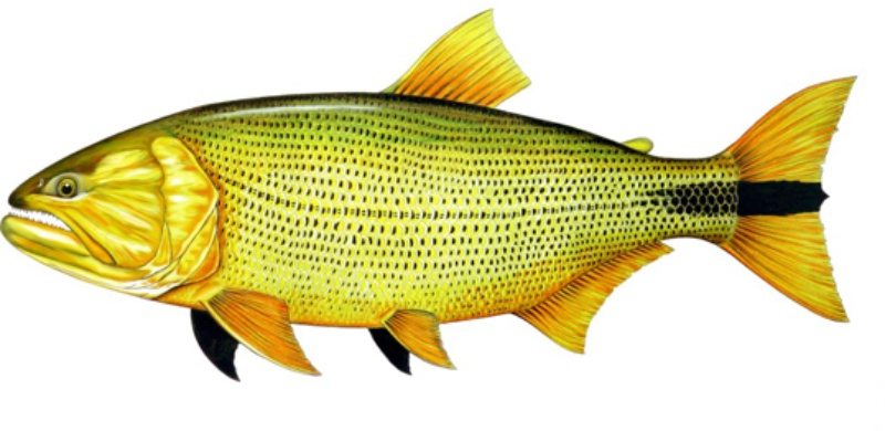 Peixe Dourado - Criação na Piscicultura e Comercialização