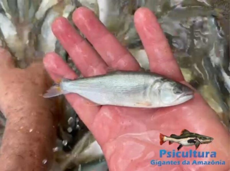 Peixe Dourado - Criação na Piscicultura e Comercialização