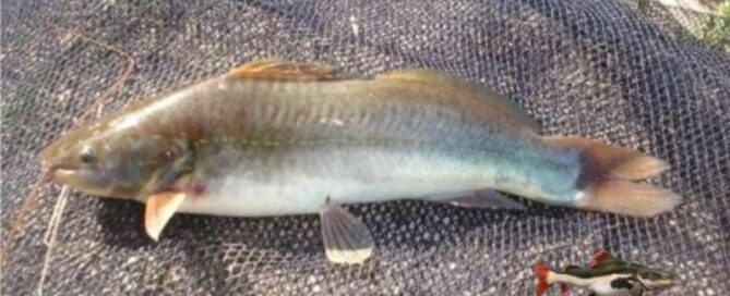 Peixe Jundiá - Como é a Criação em Cativeiro e Comercialização