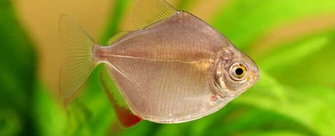 Peixe Onívoro - O que é e Quais Espécies são Onívoras