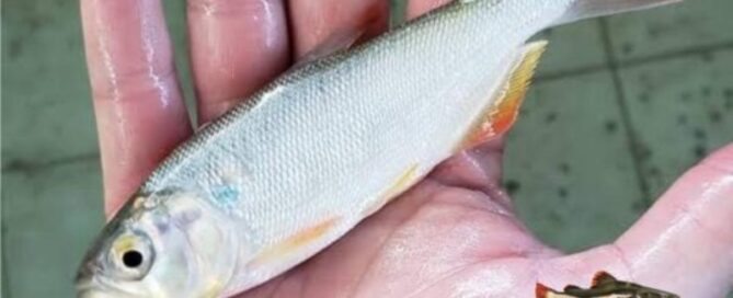 Piracanjuba - Características e Criação na Piscicultura