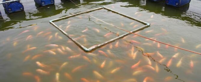 Piscicultura como Fonte de Renda Extra: Dicas para Iniciantes