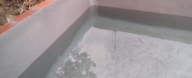 Piscicultura e Revestimentos de Tanques - Escolhendo os Melhores Materiais.jpg