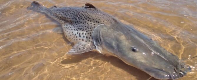 Surubim - Criação em Cativeiro e Comercialização